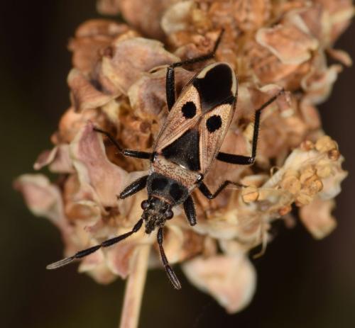Lasiocoris crassicornis